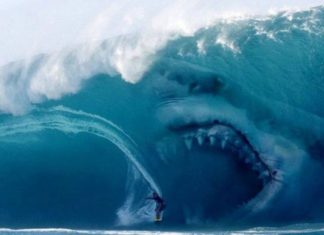 the shark