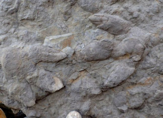 impronte di dinosauro